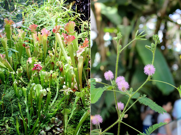 Саррациении (Sarracenia sp.) - слева и цветущая Мимоза стыдливая (Mimosa pudica) - справа. Пальмовая оранжерея ботанического сада "Аптекарский огород".