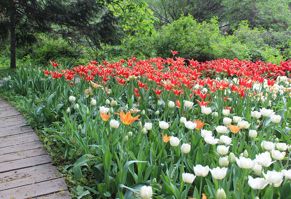 Начало мая - самое подходящее время для посещения ботанического сада "Аптекарский огород" на проспекте Мира в Москве. Тут всегда огромное количество разнообразных первоцветов.