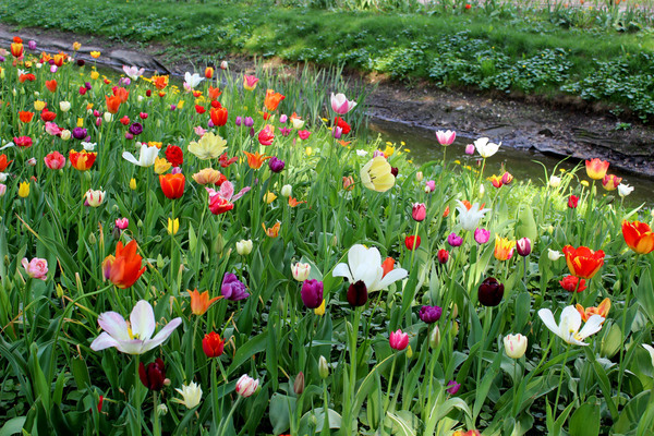 От тюльпанов пестрит в глазах. Ботанический сад "Аптекарский огород" в Москве. 9 мая 2019 года.