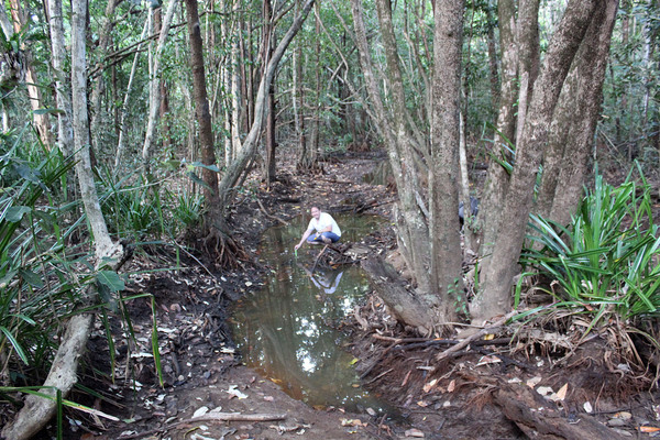 Если вы подумали что-то нехорошее глядя на эту фотографию, то это совершенно неверно. Здесь всего лишь мой муж измеряет параметры воды. В этом замечательном водоеме в мангровых зарослях дождевого леса Дейнтри (Daintree Rainforest) мы поймали интересного стеклянного окуня (Ambassis sp.).
