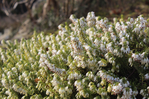Обильное цветение эрики травянистой (Erica carnea) несмотря на февраль. Встречается как белая, так и розовая формы.