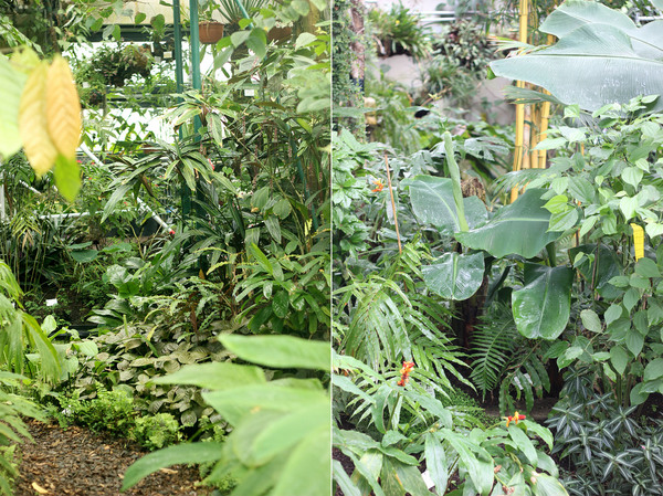 Имея в наличии лишь работающий портретный объектив, это максимум, что у меня получалось вместить в один кадр, но даже по этим фотографиям видна густота тропической зелени в теплицах ботанического сада города Росток.