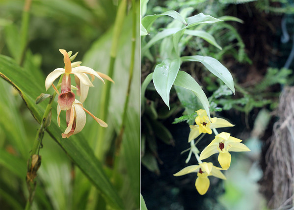Цветение орхидей всегда здорово оживляет тропические оранжереи. К моему счастью, не обошлось без этого и в ботаническом саду Ростока. На фото - Phaius tankervilleae (слева) и Променея золотисто-желтая (Promenaea xanthina, справа).