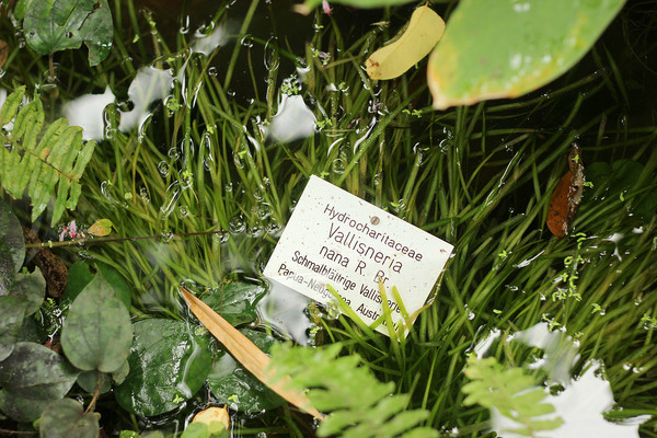 Карликовая валлиснерия (Vallisneria nana). Тоже в горшке и не менее привлекательна! Обросшие фикусами и другими плетущимися растениями берега создают впечатление присутствия в тропиках, и лишь белые таблички с названиями возвращают посетителей в Росток.