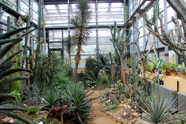 В прилегающей к тропикам оранжерее большая коллекция кактусов. Loki Schmidt Greenhouse.