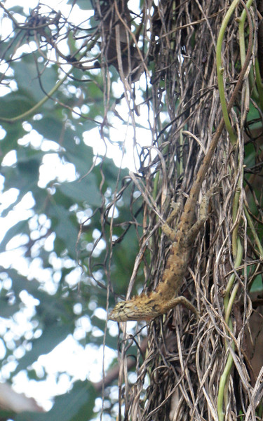 Самка калота-кровососа (Calotes versicolor). Калоты - одни из самых распространенных ящериц в тропической Азии. Встретить их можно от Шри-Ланки до Суматры.