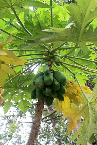 Огромная папайя (Carica papaya) с плодами. Шэньчжень (Shenzhen).