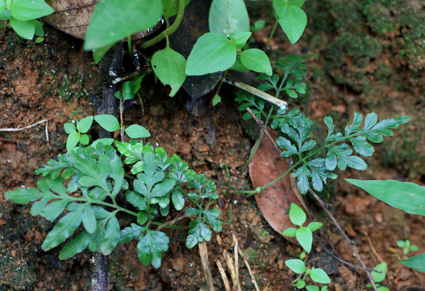 Неизвестный папоротничек (возможно какой-то Pteris). Небольшие размеры и его присутствие во влажном подлеске тропического леса делают его перспективным кандидатом для содержания в домашнем палюдариуме.