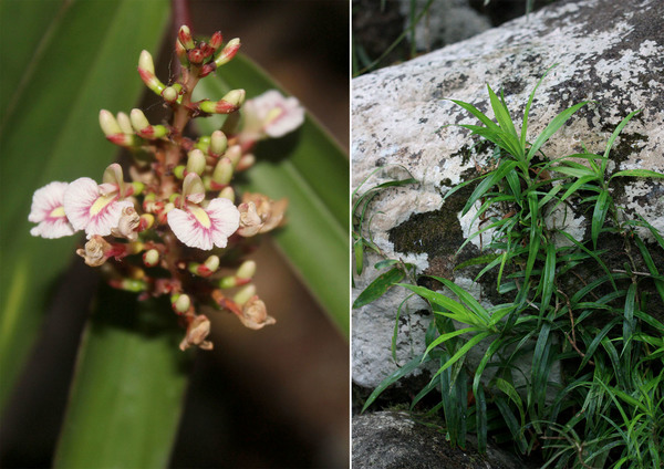 Other plants of interest are Alpinia modesta on the left, and Freycinetia excelsa. Josephine falls, Queensland.