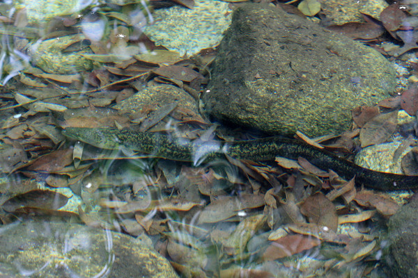 Freshwater eels (Anguilla sp.) are widespread in the rivers of the east coast of Australia. Three species of these fish (Anguilla reinhardti, Anguilla marmorata, Anguilla obscura) can be found here with equal probability.