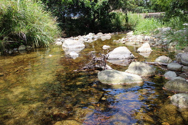 Речка Fishery creek несет свои воды к Тихому океану примерно в 40 км южнее австралийского Кэрнса. Здесь мы первый раз встретили карликовую радужницу Псевдомугил сигнифер (Pseudomugil signifer).