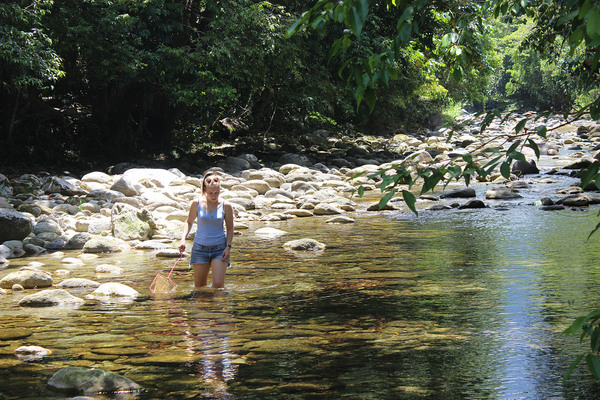 Река Harvey creek - один из немногих полноводных водоемов Квинсленда в этот засушливый сезон. В нем нам также посчастливилось наблюдать за голубоглазками Псевдомугил сигнифер (Pseudomugil signifer).