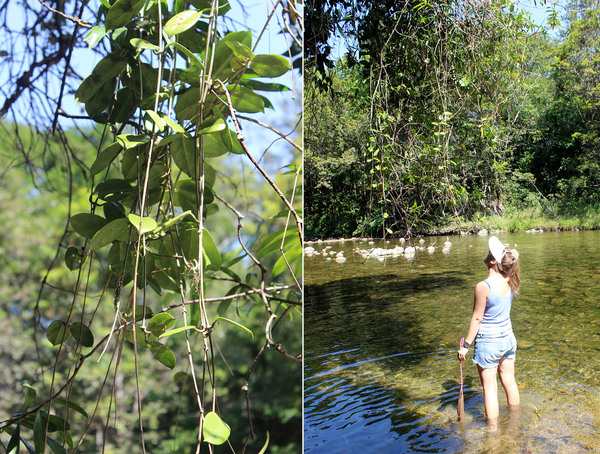 Хойя южная (Hoya australis) широко распространена в Квинслинде. Ее можно встретить и в тени тропического леса на влажной земле, и над водой на ярком солнце, как в данном случае.