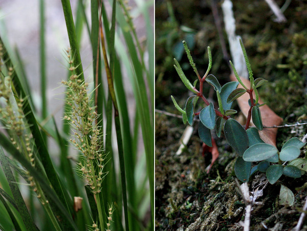 On the stone banks of the waterfall you can find many interesting endemic plants. For example, Lomandra longifolia is on the left, and Peperomia blanda var. floribunda - on the right. The latter grows almost like an epiphyte on the slopes of stones covered only with moss.