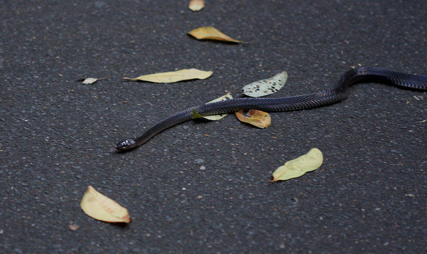 Red-bellied black snake (Pseudechis porphyriacus). When a black cat crosses your path, this is a bad omen, and when a black snake crawls through the road at dusk, it becomes a little scary. This snake is venomous but harmless to humans. Josephine Falls, Australia.