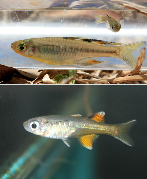 Pseudomugil signifer: wild form (top) and bred form from Aqua Logo supermarket (bottom).