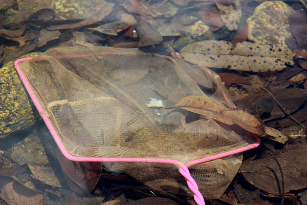 Ловля псевдомугилов сигнифер (Pseudomugil signifer) аквариумным сачком на приманку. Fishery creek, Queensland, Australia.