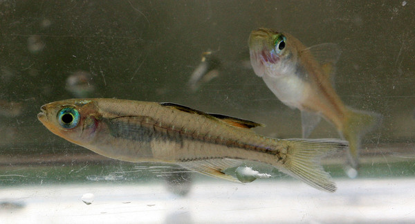 Самец и самка Псевдомугил сигнифер (Pseudomugil signifer) из речки Fishery CK.
