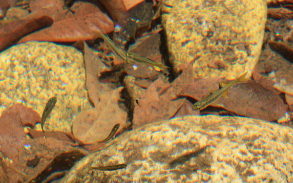 Карликовые радужницы Псевдомугил сигнифер (Pseudomugil signifer) в речке Harvey creek. Рыбки хорошо отзываются на прикорм хлебными крошками, что в результате помогло нам поймать их в этом крупном водоеме.