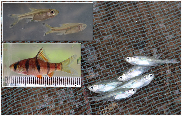 Пятиполосый барбус (Desmopuntius pentazona) и другие рыбы выловленные в ходе поездки на Суматру.