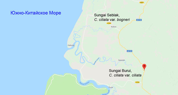 Карта восточной части малазийского штата Саравак. Здесь недалеко от Южно-Китайского моря немец Йозеф Богнер в 1994 году обнаружил тетраплоидную вариацию криптокорины реснитчатой, которая лишь в 2018 году получила свое имя - Cryptocoryne ciliata var. bogneri.