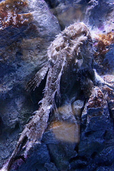 Тихоокеанская волосатка (Hemitripterus villosus). Рыба хорошо маскируется среди камней. Приморский океанариум. Остров Русский (Владивосток).