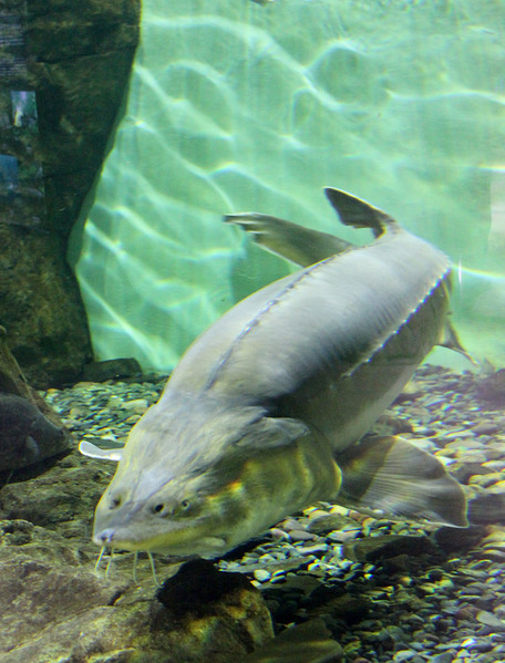 Калуга (Huso dauricus) в Приморском океанариуме. Самая крупная осетровая рыба обитает в бассеине реки Амур. Уже к возрасту 20 лет способна достигать длины в 2.5 метра и веса 150 кг.