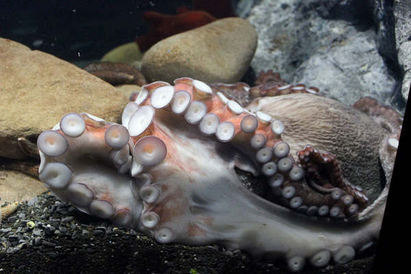 Осминоги в Приморском океанариуме не прячутся в каменных гротах, а вполне доступны для наблюдения.