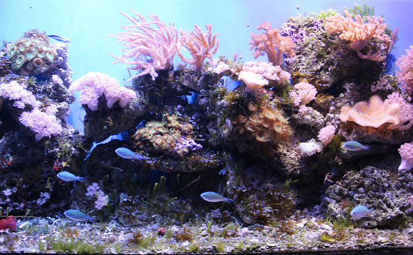 Тропические рифовые аквариумы в экспозиции Приморского океанариума. Набор рыб и кораллов, за исключением некоторых кузовков и рино-мурен, достаточно тривиален. Основной приоритет здесь отдается рыбам и обитателям отечественных вод, а коралловые рифы с Россией не граничат.