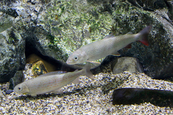 Рыбы Байкала: слева - сибирский хариус (Thymallus arcticus) и справа -  острорылый ленок (Brachymystax lenok). Приморский океанариум. Остров Русский (Владивосток).