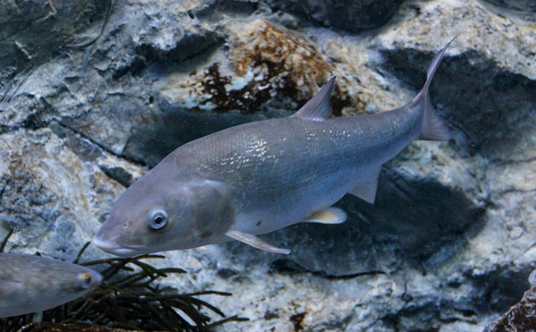 Дальневосточная красноперка (Tribolodon brandtii). Рыба семейства Карповые. Большую часть жизни проводит в прибрежных соленых водах и и лишь на нерест заходит в реки.