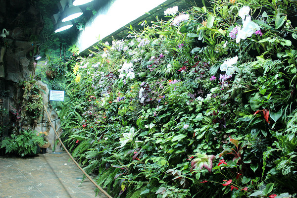 Зеленая стена из тропических растений в Приморском океанариуме. 