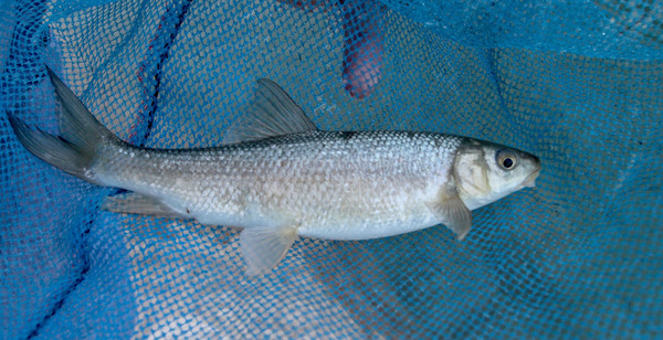Анталийская храмуля (Capoeta antalyensis). Максимально зафиксированный размер этой рыбы - 54 см, поэтому ее вполне можно приготовить на ужин.