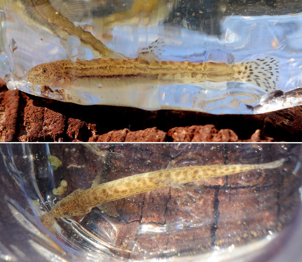 Шиповка Cobitis sipahilerae. Рыба была описана лишь в 2017 году. Нам попалась почти взрослая особь. Согласно литературе, максимальный размер для этой рыбы 6-9 см в зависимости от пола.