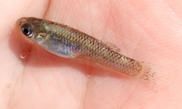 Обыкновенная гамбузия (Gambusia affinis) - единственный наш улов на горном озере Гелькук. Это рыбу интродуцировали умышлено для борьбы с малярией.
