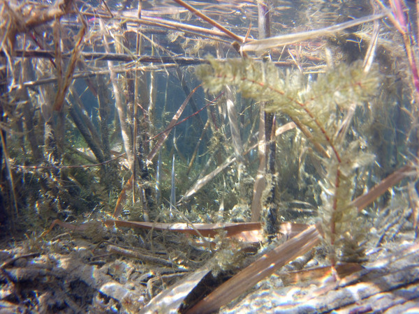 Под водой растительности много, а рыбы совершенно не видно. Среди подводной флоры была обнаружена Уруть колосистая (Myriophyllum spicatum).