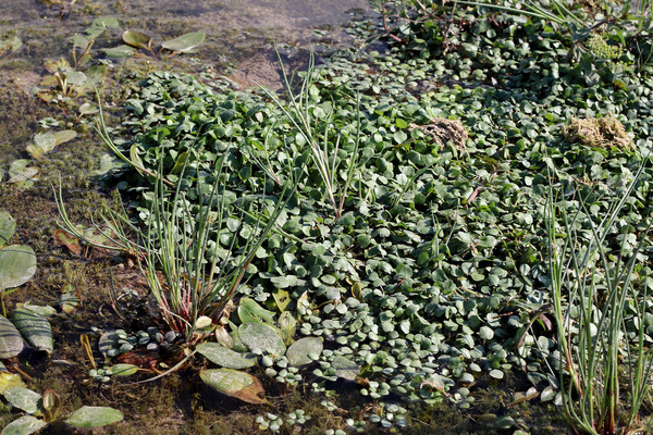 Еще один представитель пресноводной флоры Середиземноморья - Жеруха обыкновенная (Nasturtium officinale).
