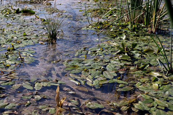 На мелководье растет Рдест плавающий (Potamogeton natans). Это водное растение широко распространено во всем Северном полушарии.