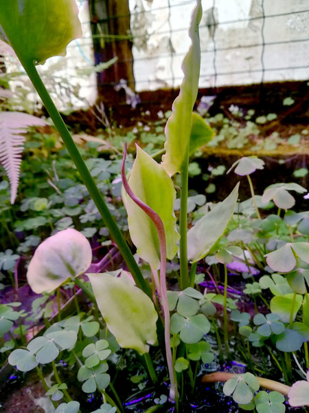 Криптокорина Вонгса (Cryptocoryne wongsoi) готовится к цветению в Главном Ботаническом Саду в Москве. Это пока единственная криптокорина Суматры из числа собранных в ходе экспедиции в октябре 2019 года, которую мне пока не удалось зацвести дома. 