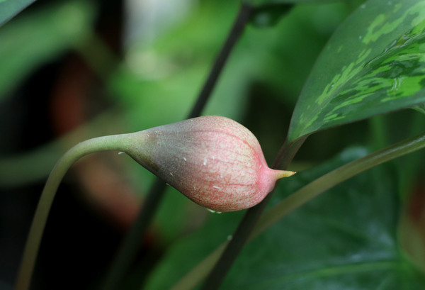 Соцветие Кевии Ридли (Kiewia ridleyi) на начальной стадии цветения. Соцветия имеют устойчивый запах изоамилацетата.