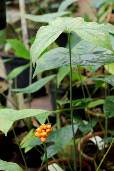 Нефтитис Пуассона (Nephthytis poissonii) с плодом. Ароидные растения Африки вовсе неограничиваются одними анубиасами. Нефтитисы - еще один интересный обитатель нижнего яруса тропических лесов Черного Континента.