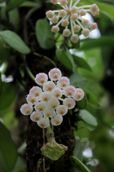 Хойя вогнутая (Hoya lacunosa) послужила источником генетического материала для создания многих сортовых хой. Цветки округлой формы и напоминают ягоды.