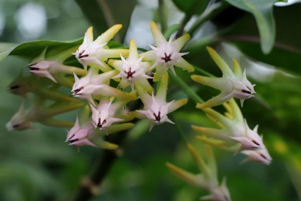 Хойя многоцветковая (Hoya multiflora) - популярное среди комнатных цветоводов растение.