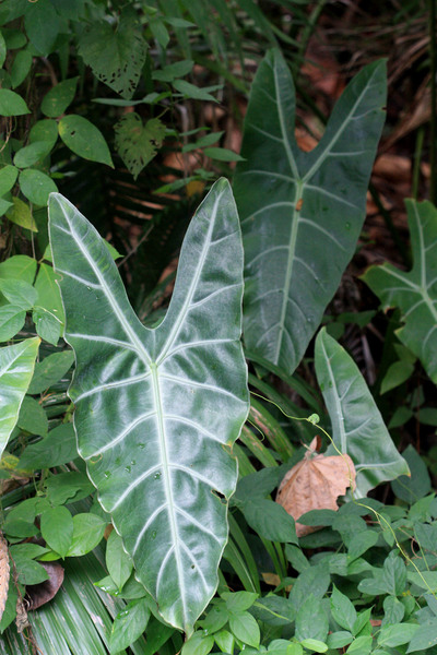 Алоказия длиннолопастная (Alocasia longiloba). Впервые с этим растением я познакомился в джунглях Борнео.