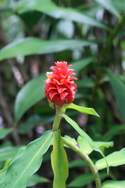 Костус бородатый (Costus barbatus). Этот уроженец Коста-Рики образует красные шишки с желтыми цветками.