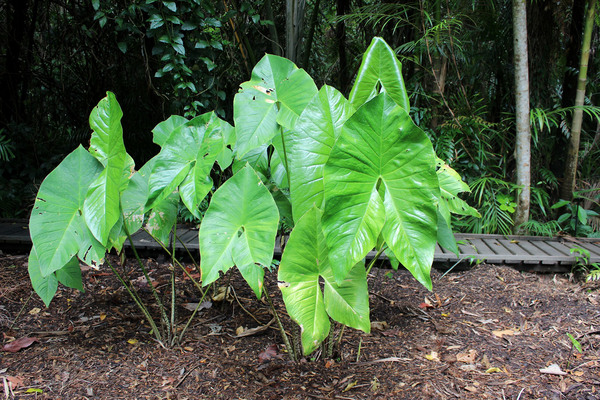 Популярное в колекциях большинства бот садов мира растение - Циртосперма Джонстона (Cyrtosperma johnstonii) в Кэрнсе растет на клумбе под открытым небом.  Fitzalan's Botanical Gardens.
