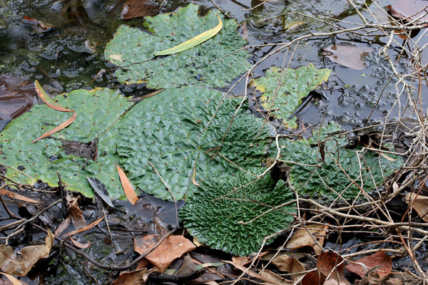 Эвриала устрашающая (Euryale ferox) в естественной природе обитает в Японии, Корее и на Дальнем Востоке России. Поэтому ей жарко в тропическом климате Кэрнса.