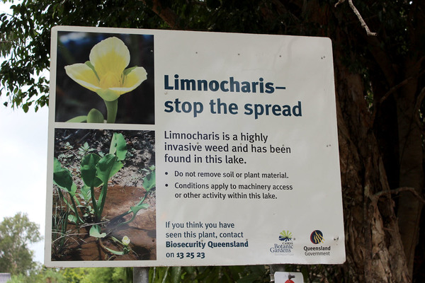 Билборд на границе ботанического сада в Кэрнсе, предупреждающий об опасности распространения Лимнохариса желтого (Limnocharis flava). Queensland, Australia.