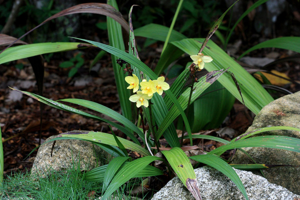 Наземная орхидея Спатоглоттис пушистый (Spathoglottis pubescens). В природе обитает на северо-востоке Индии и юге Китая.