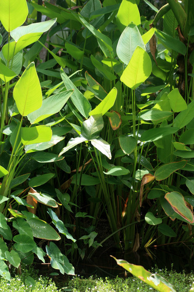 Другие крупные водные растения - стрелитция (Strelitzia sp.) и небольшая циртосперма (Cyrtosperma sp.). Fitzalan Botanical Gardens.
